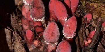 This parasitic plant convinces hosts to grow into its own flesh