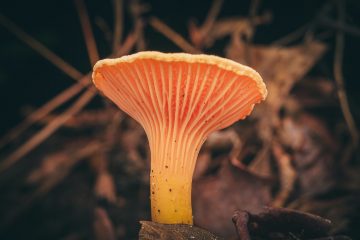 HOW TO FORAGE FOR MUSHROOMS – SAFELY AND LEGALLY – THIS FALL
