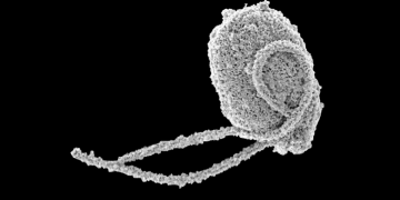 Spawn of the triffid? Tiny organisms give us glimpse into complex evolutionary tale