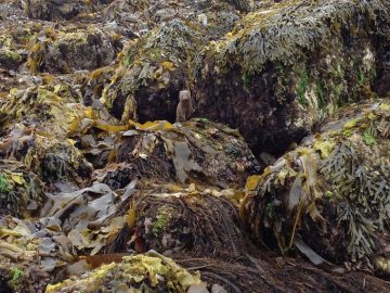 Seaweed Diversity on Calvert Island, British Columbia