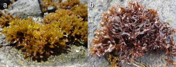 Sequencing of historic and modern specimens reveals cryptic diversity in the red alga Nothogenia