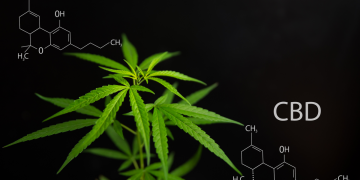 Researchers ID the high-efficiency hacks cannabis cells use to make cannabinoids