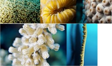 Dive into the mysterious connection between malaria and coral reefs – Patrick Keeling