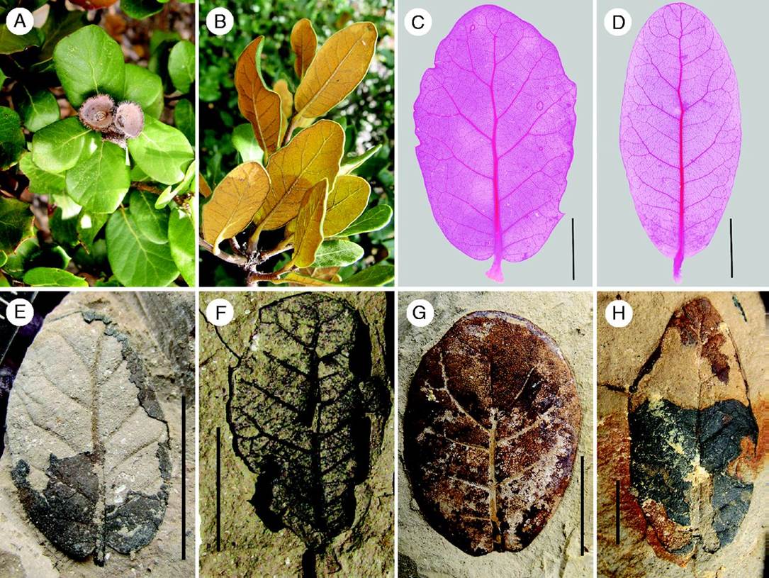 Using leaf stomatal counts to estimate CO2 levels during the Pliocene