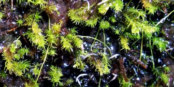Collecting the Impossible moss: BC species key to charting 1 billion years of plant evolution