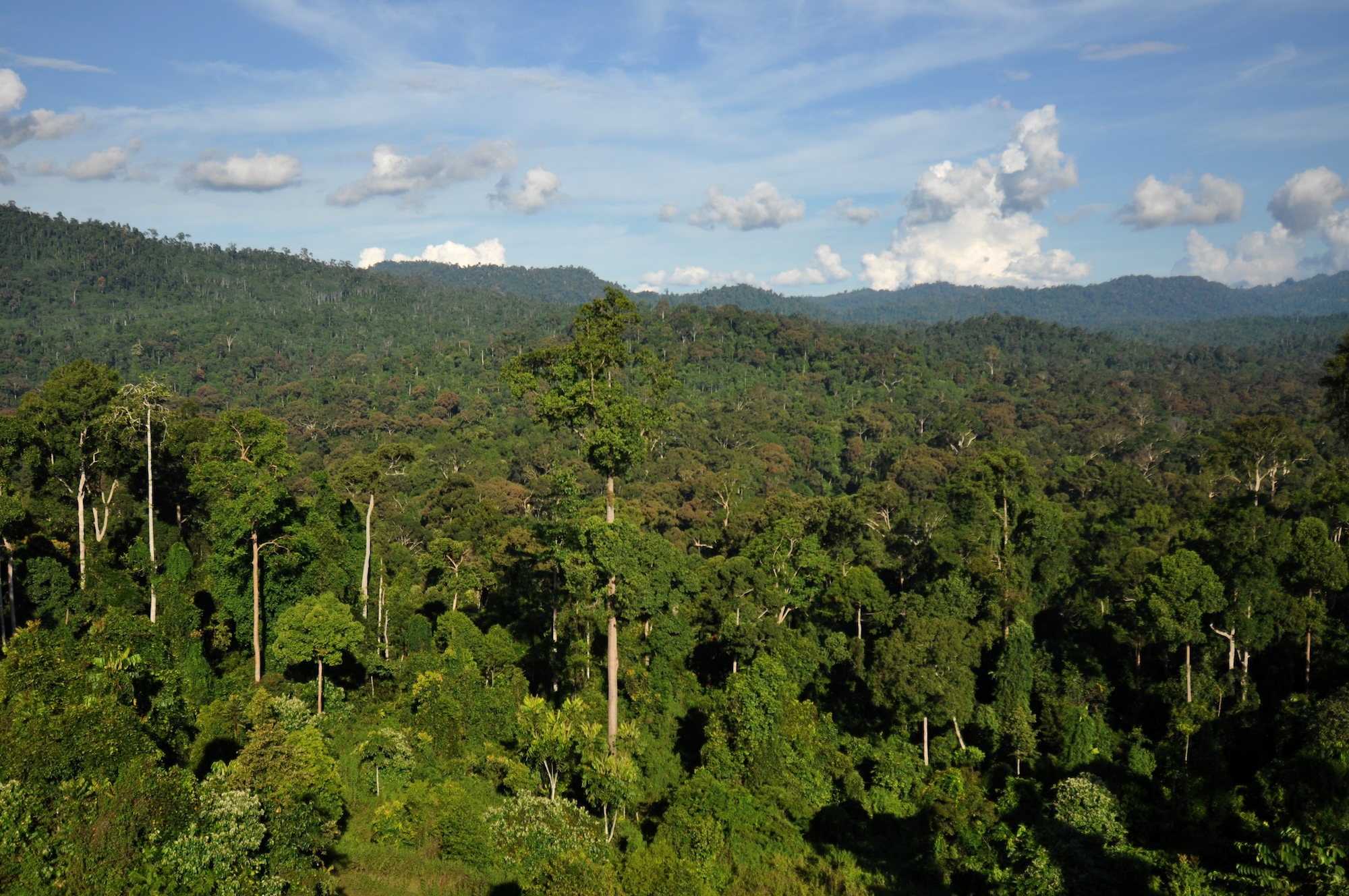 Predicting how plants will fare in the heat is not so easy